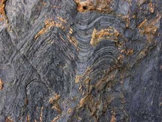 Fossilized stromatolite in Glacier National Park. The cross-sectioning of the layers can be seen because of erosion.