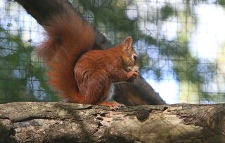 ross squirrel Cornwall Red Squirrel Project!