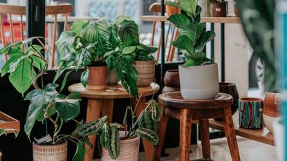 A lifestyle image of several indoor potted plants