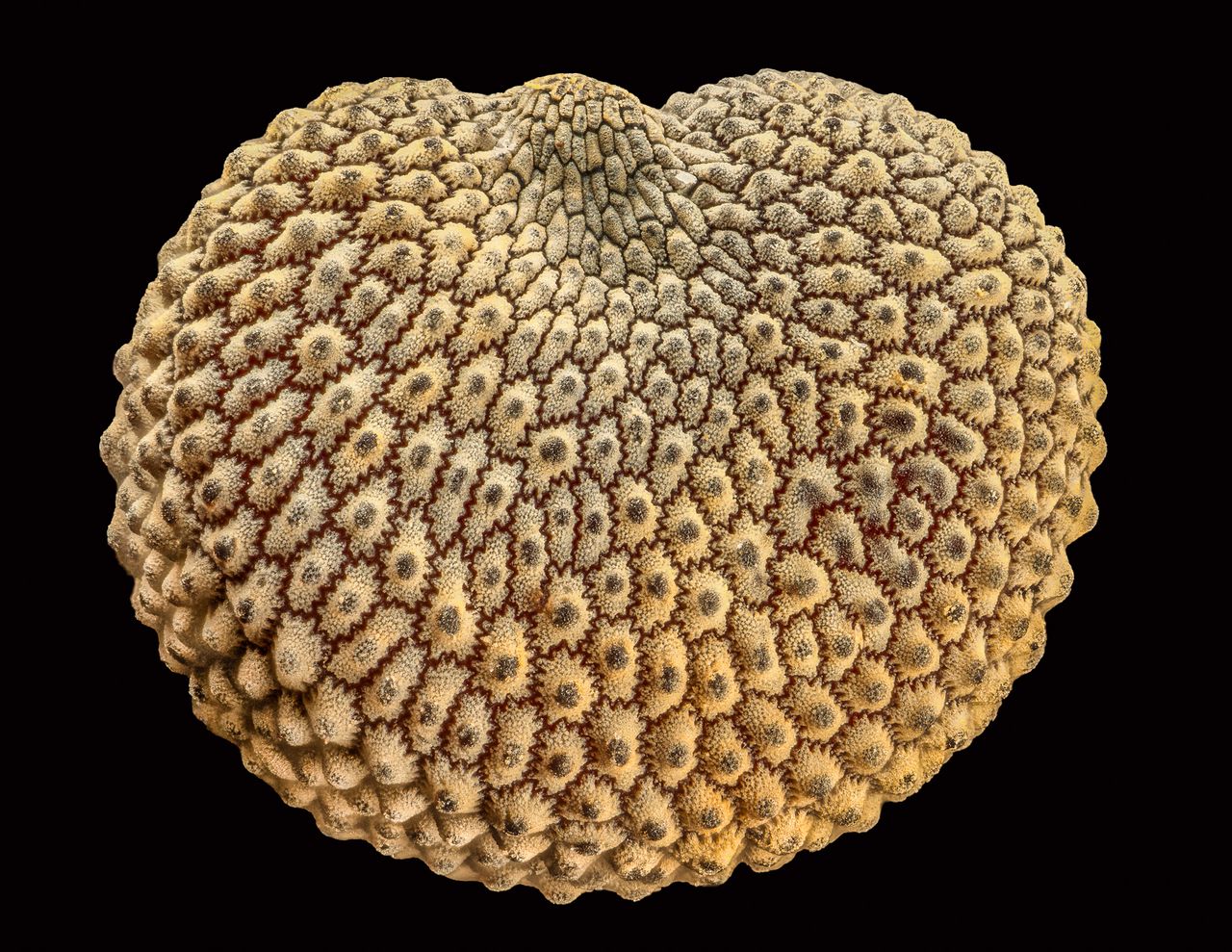 Entrant to the Nikon Small World Photomicrography Competition