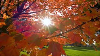Sunlight streams through a bough of orange autumn leaves