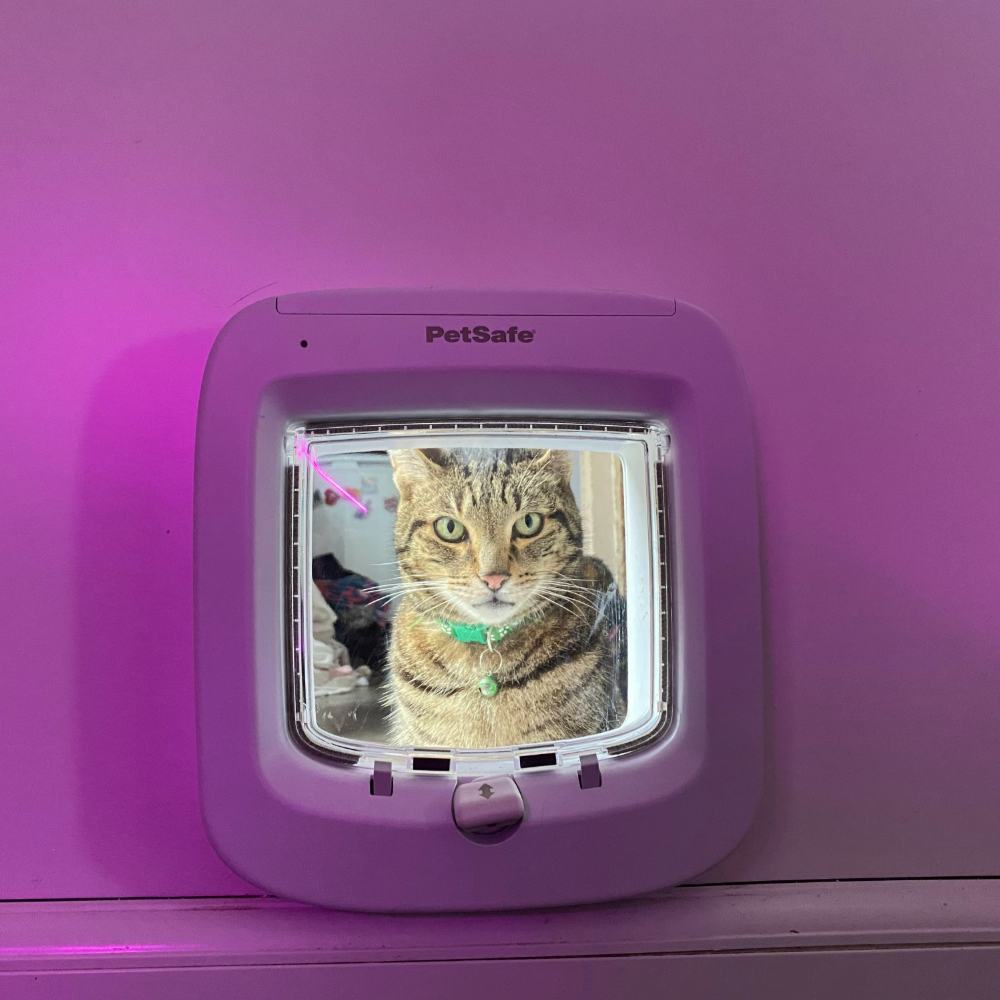 Megan's cat Chilli staring through the PetSafe microchip cat flap, one of the best microchip cat flaps