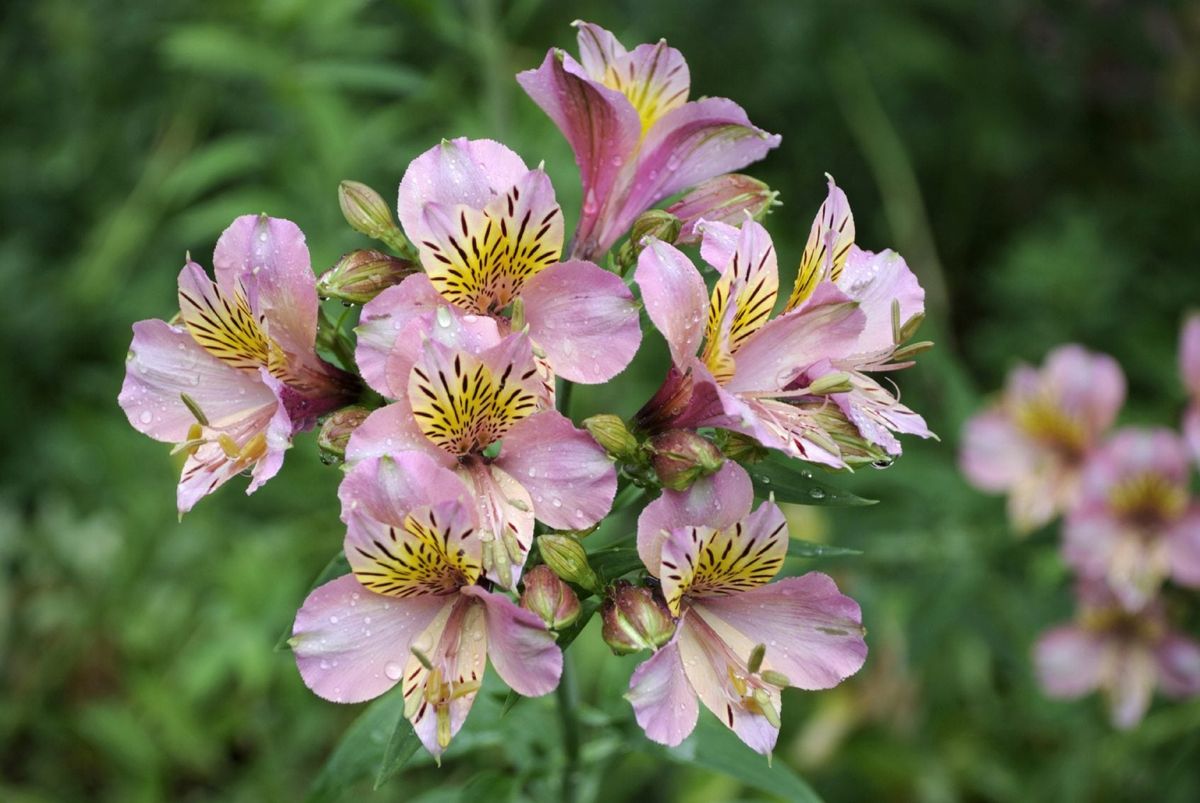 Deadheading Alstroemeria Flowers Should You Cut Back Alstroemeria