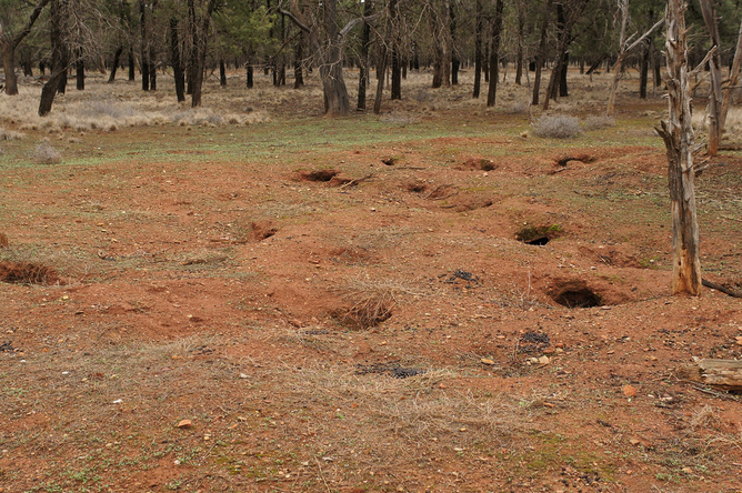 A rabbit warren – more destructive than it looks.