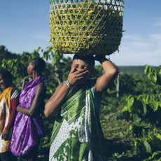 ylang ylang harvest in madagascar