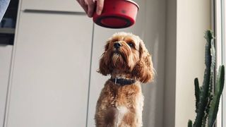 Dog being given a bowl containing the best dog food