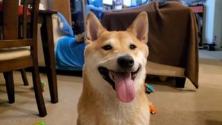 Still image of Peanut Butter the speedrunning dog from SGDQ promotional video