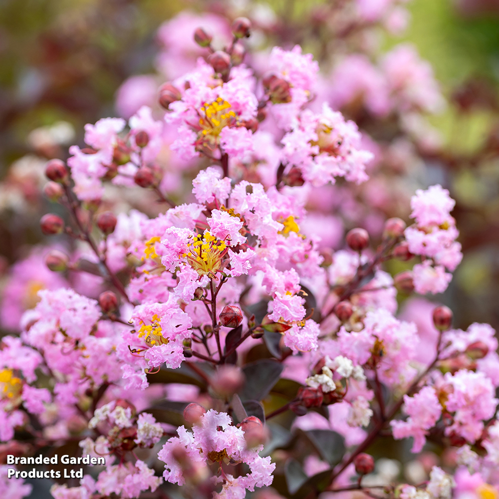 Lagerstroemia Indica 'rhapsody in Pink'