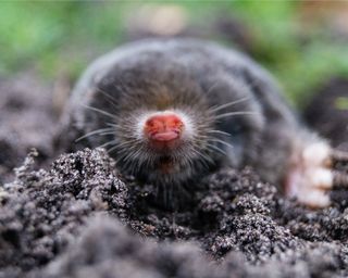 A close-up of a mole in a garden
