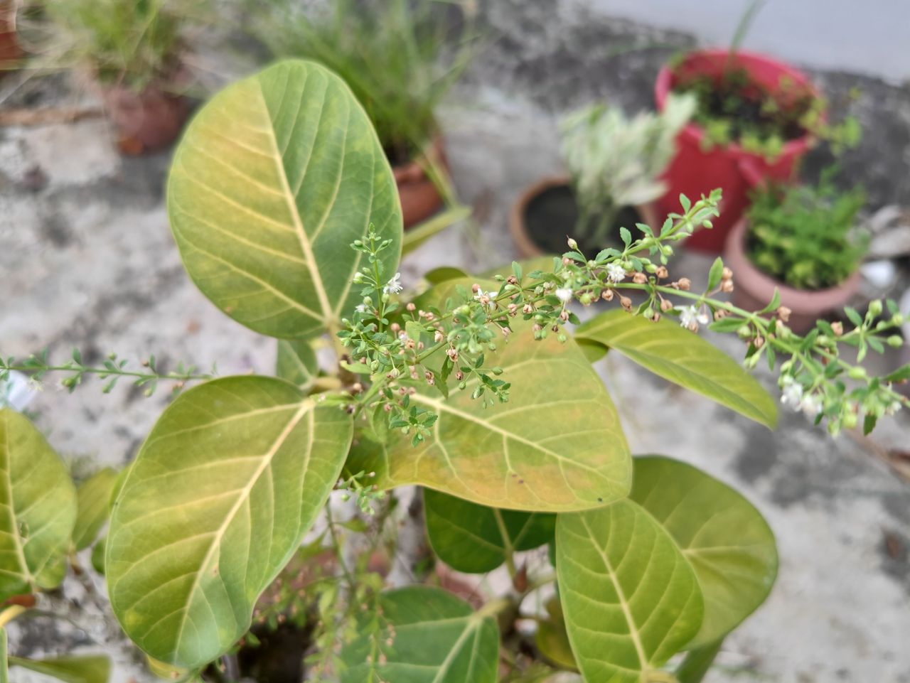 ZTE Axon 40 Ultra main camera sample