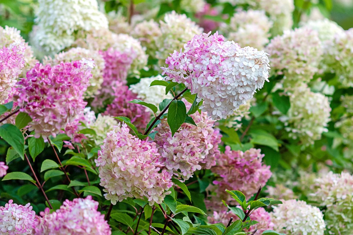 Image of White rose bush and pink hydrangea bush planted together