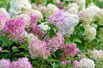 Deer resistant plants: 17 shrubs, perennials and annuals