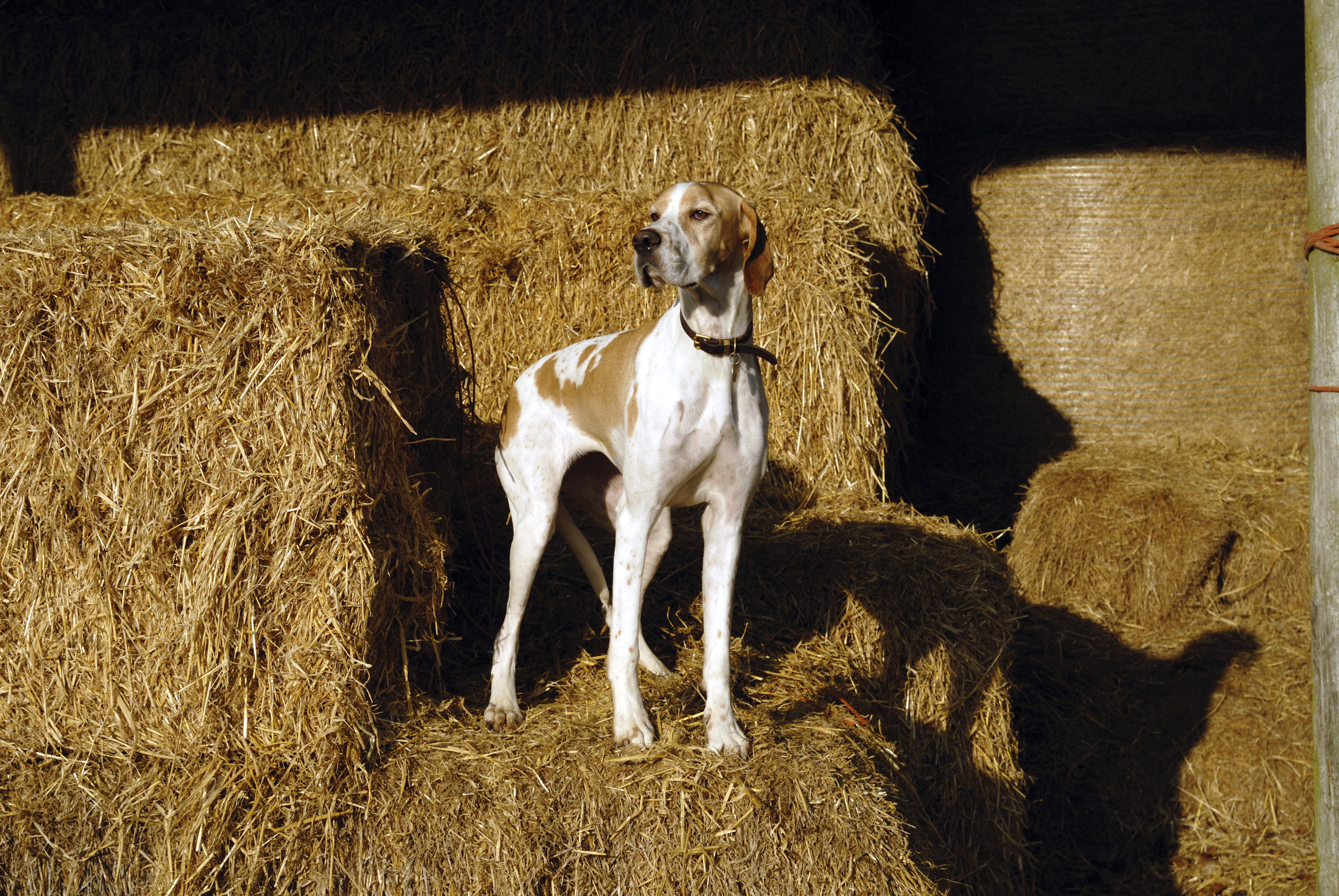 A tan-and-white English pointer stands alert on stacked hay bales inside a barn, lit by warm sunlight streaming across the straw.
