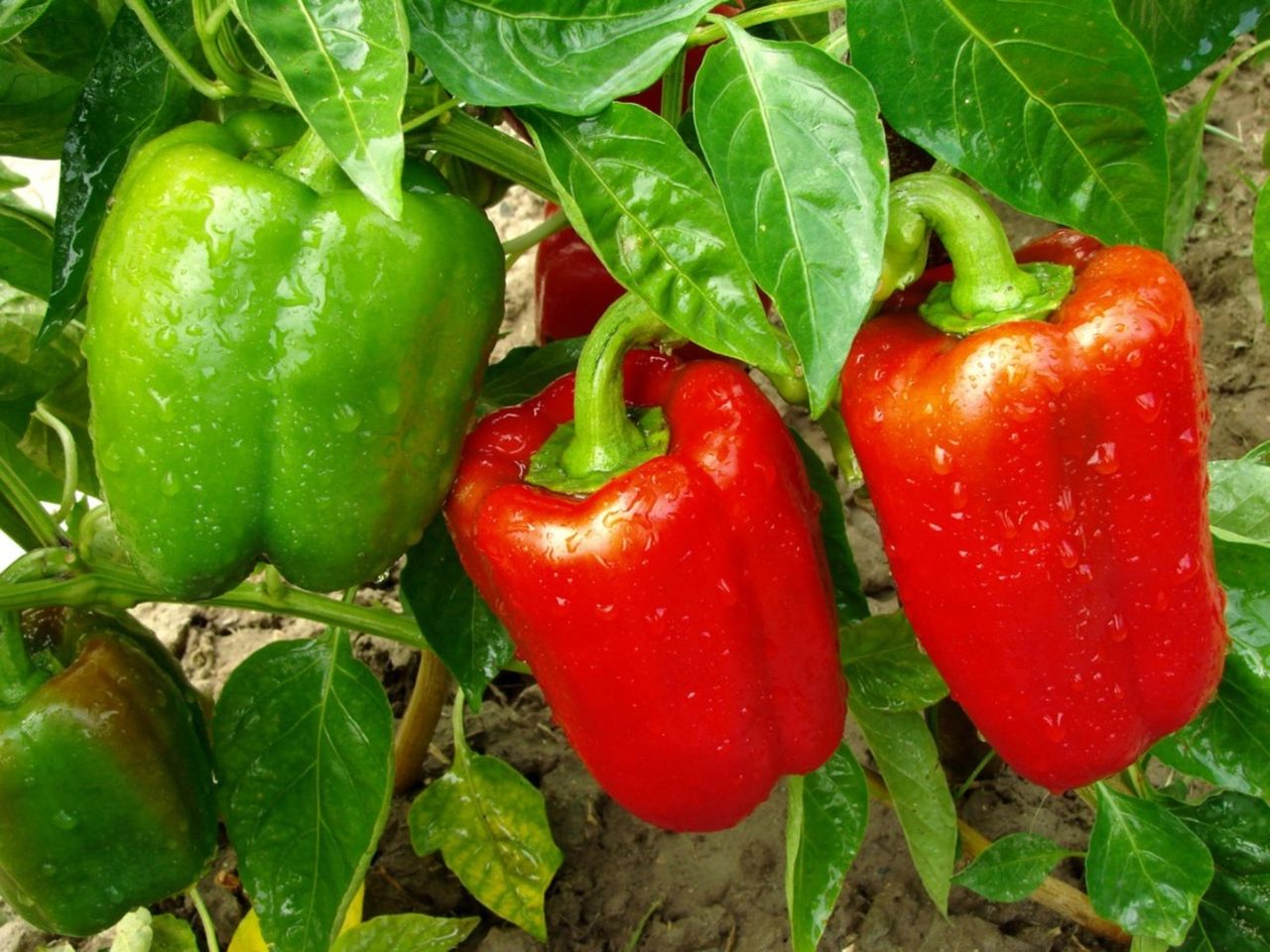 Red And Green Peppers