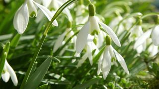 snowdrops in flower