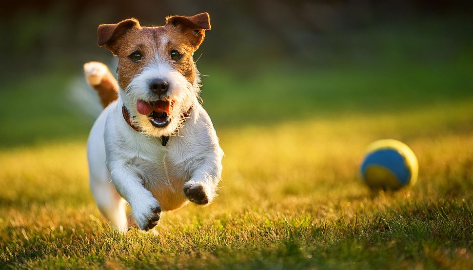 This is why Adobe MAX 2024 and all its AI evangelism left me cold