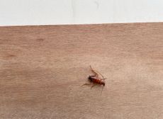 The cockroach portfolio
