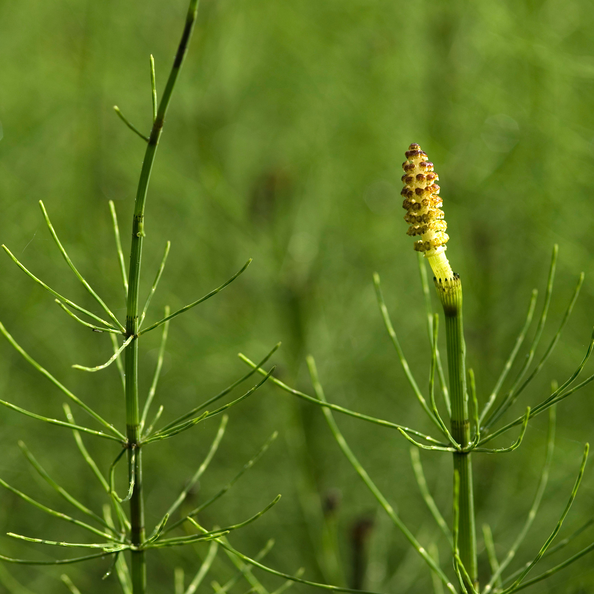 Marsh Horsetail (Equisetum palustre) growing in a garden