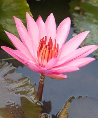 Lotus on pond