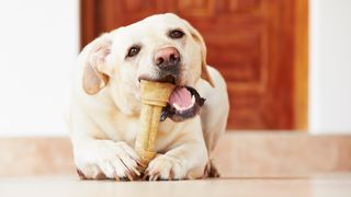 Labrador Retriever chewing on one of the longest lasting dog chews, a bone