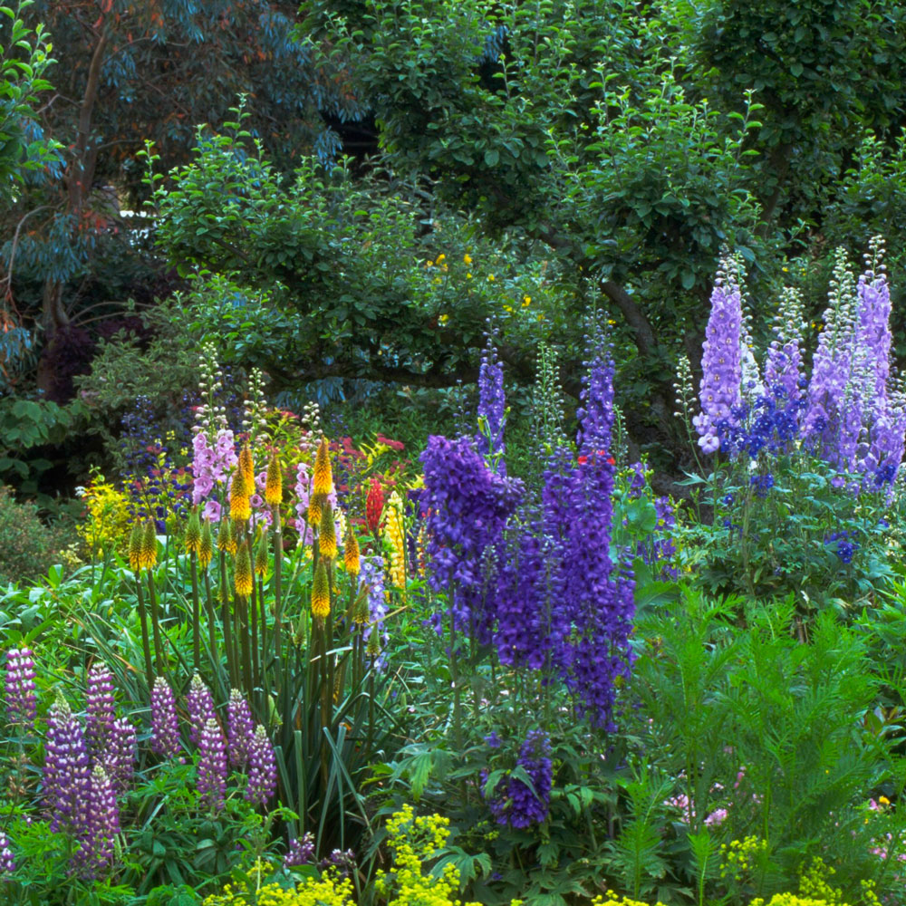 cottage garden planting delphiniums