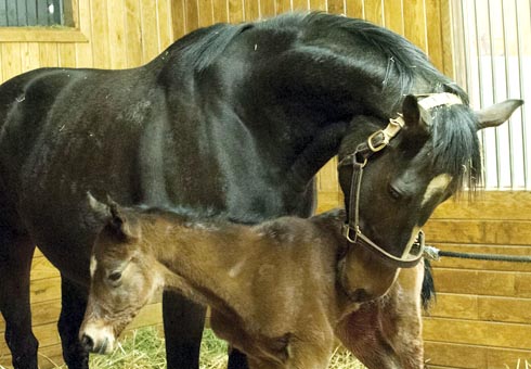 Rachel Alexandra and foal