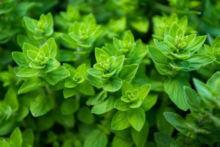 oregano variety