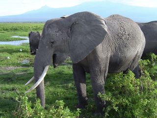 African elephant in Kenya.