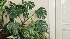 A collection of dark green monstera plants in front of a beige wall with a white door