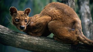 A photo of a fossa crouching on a tree branch.