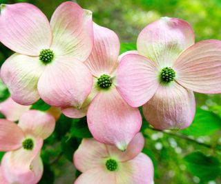 Pale pink flowers on a flowering dogwood, Cornus x rutgersensis, "Rutgan"