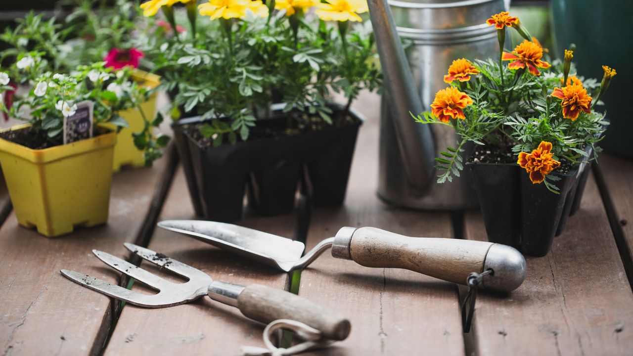 pots of marigold flowers and fork and trowel 