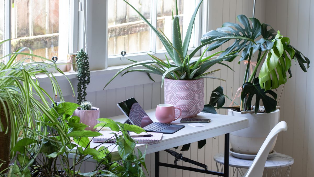These are America's 10 most popular houseplants