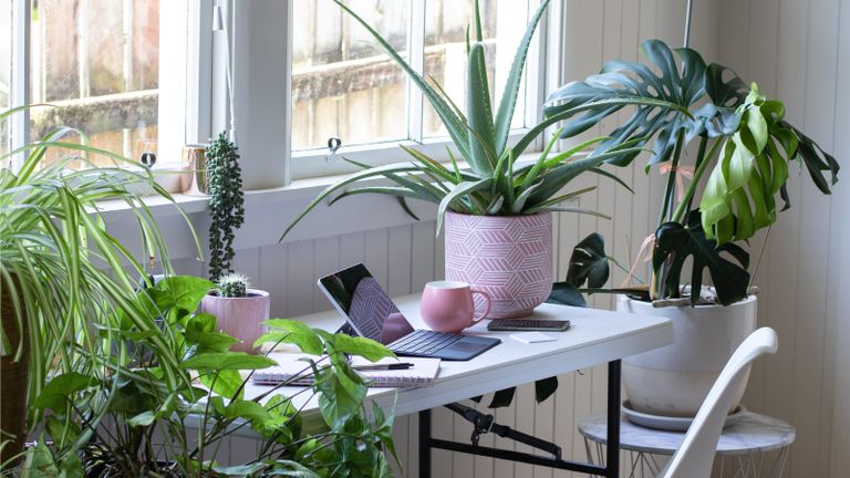 A bright home office area with house plants
