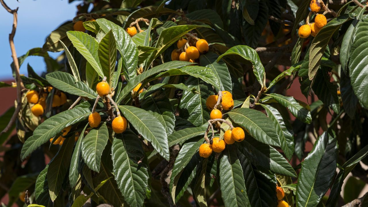 A loquat tree with clusters of orange fruits