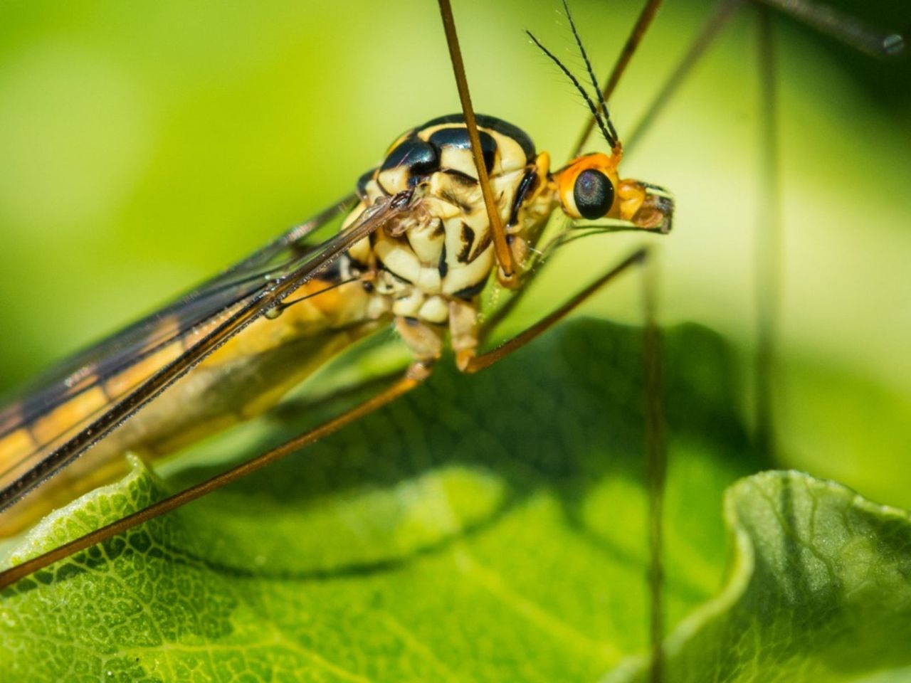 Leatherjacket Insect