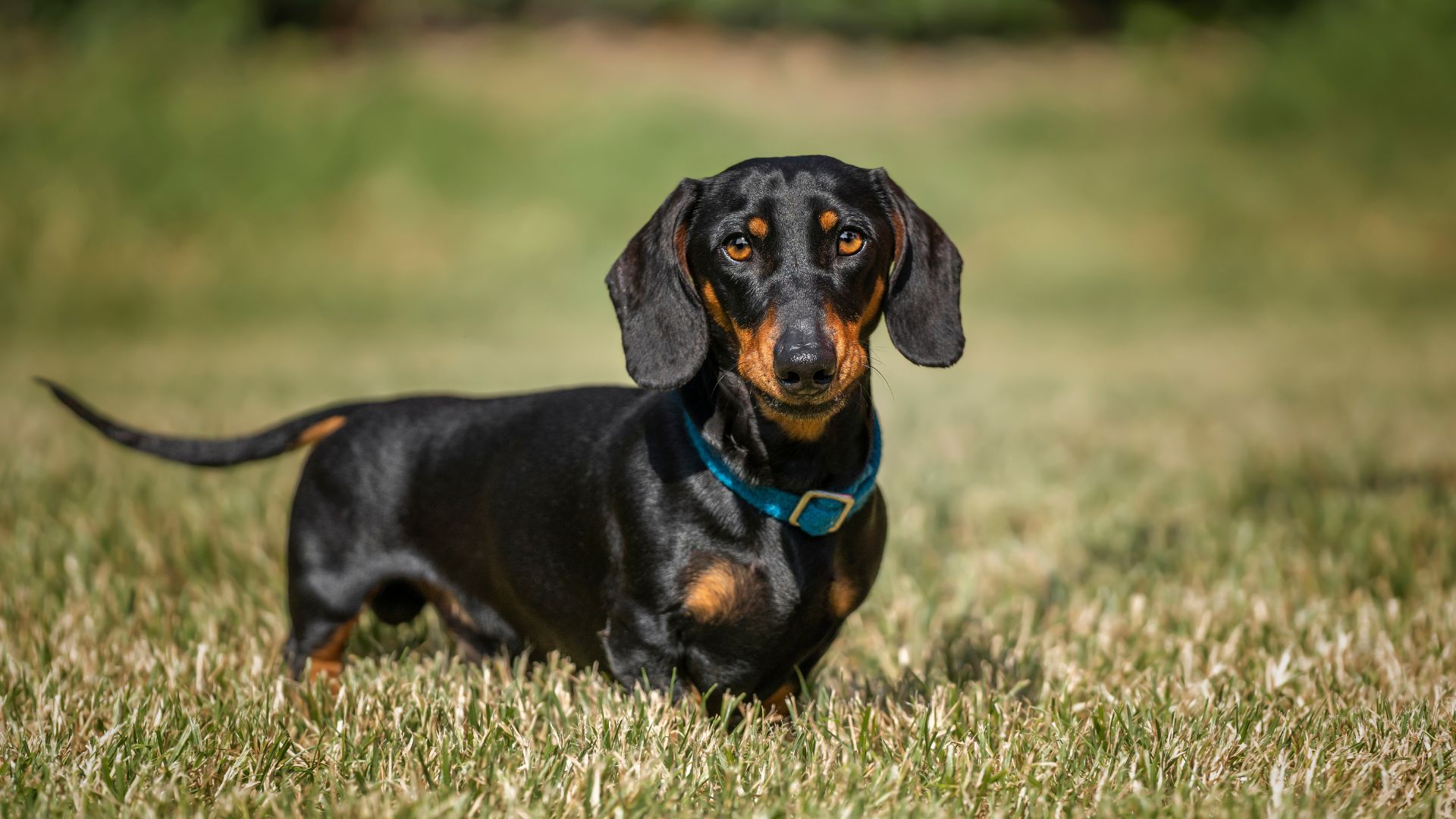 Black and brown Dachshund with floppy ears standing in grass