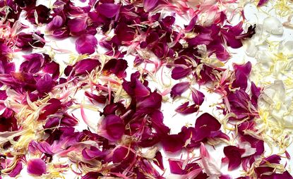 pink and white dried petals for potpourri