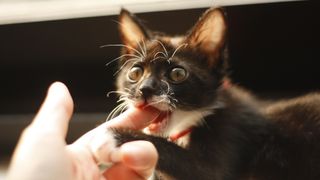 Kitten biting