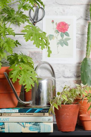 watering can next to houseplants