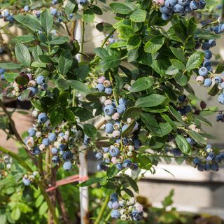 A blueberry bunch on a blueberry bush