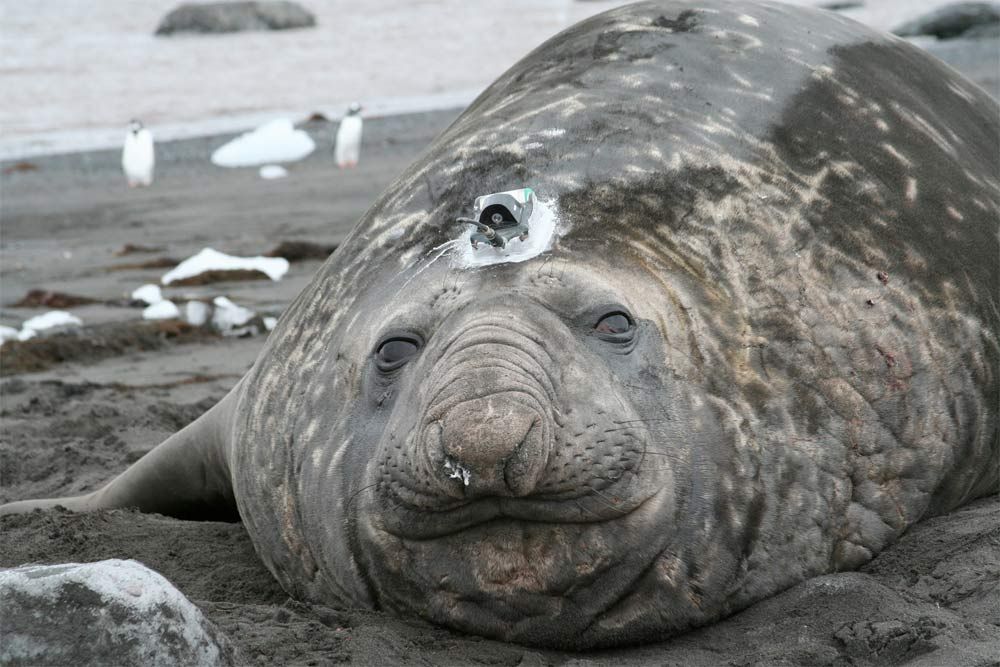 A shedded elephant seal with a sensor on its head. 