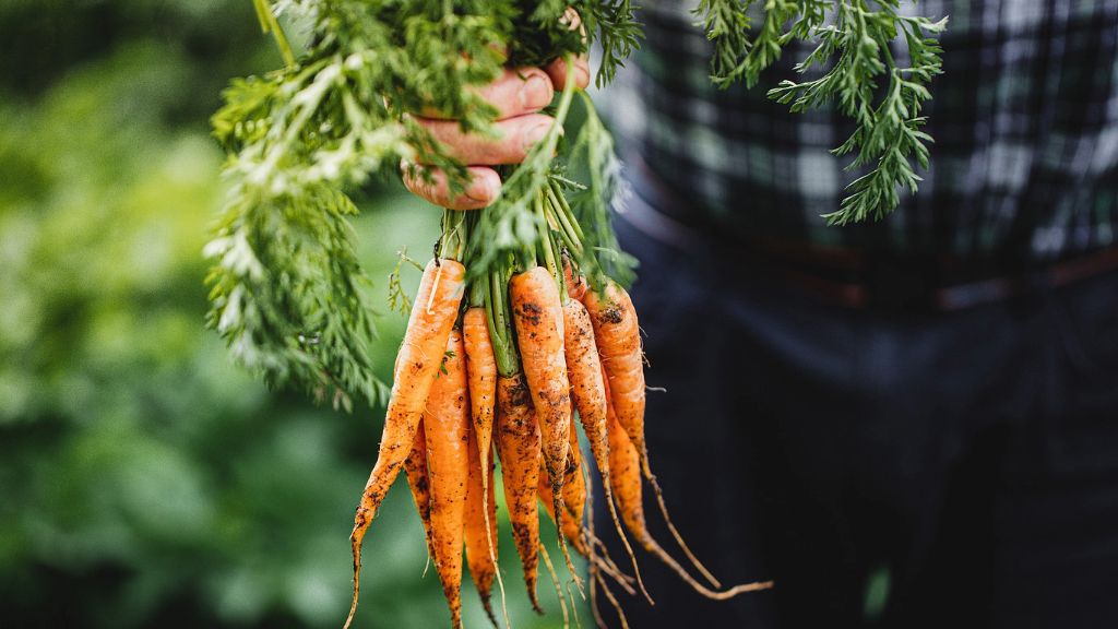 A hand holding a bunch of carrots