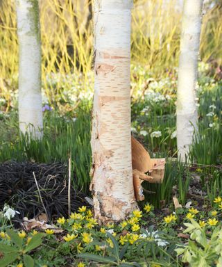 white bark of Himalayan birch trees, underplanted with winter aconite, hellebore and snowdrops