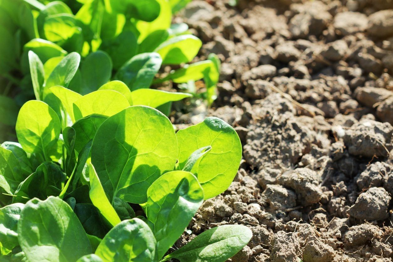 Spinach Seedlings Growing In The Garden