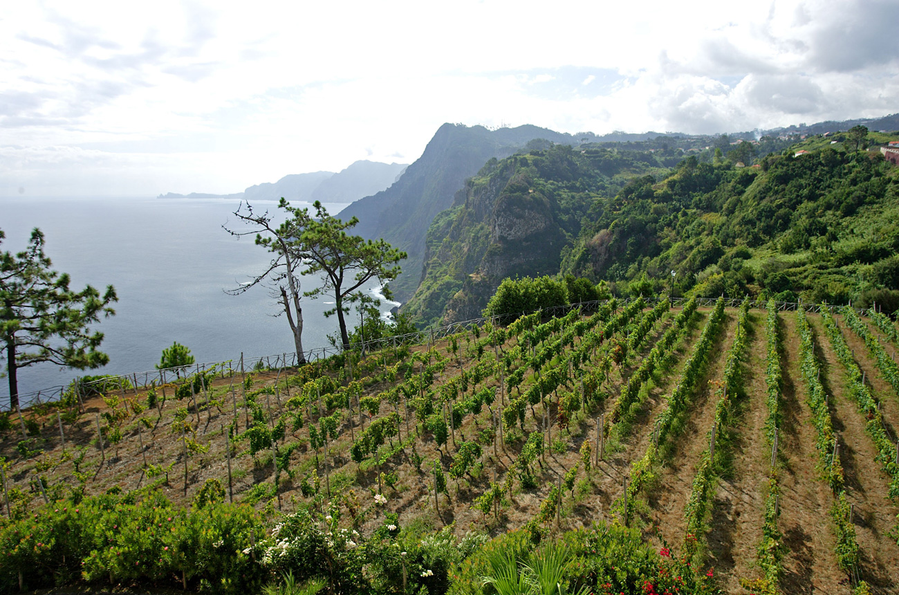 Vineyards by the sea