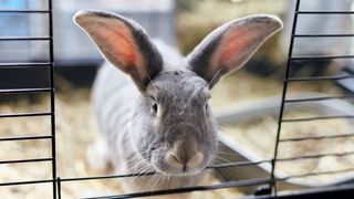 Rabbit in hutch after using one of the best rabbit litter boxes