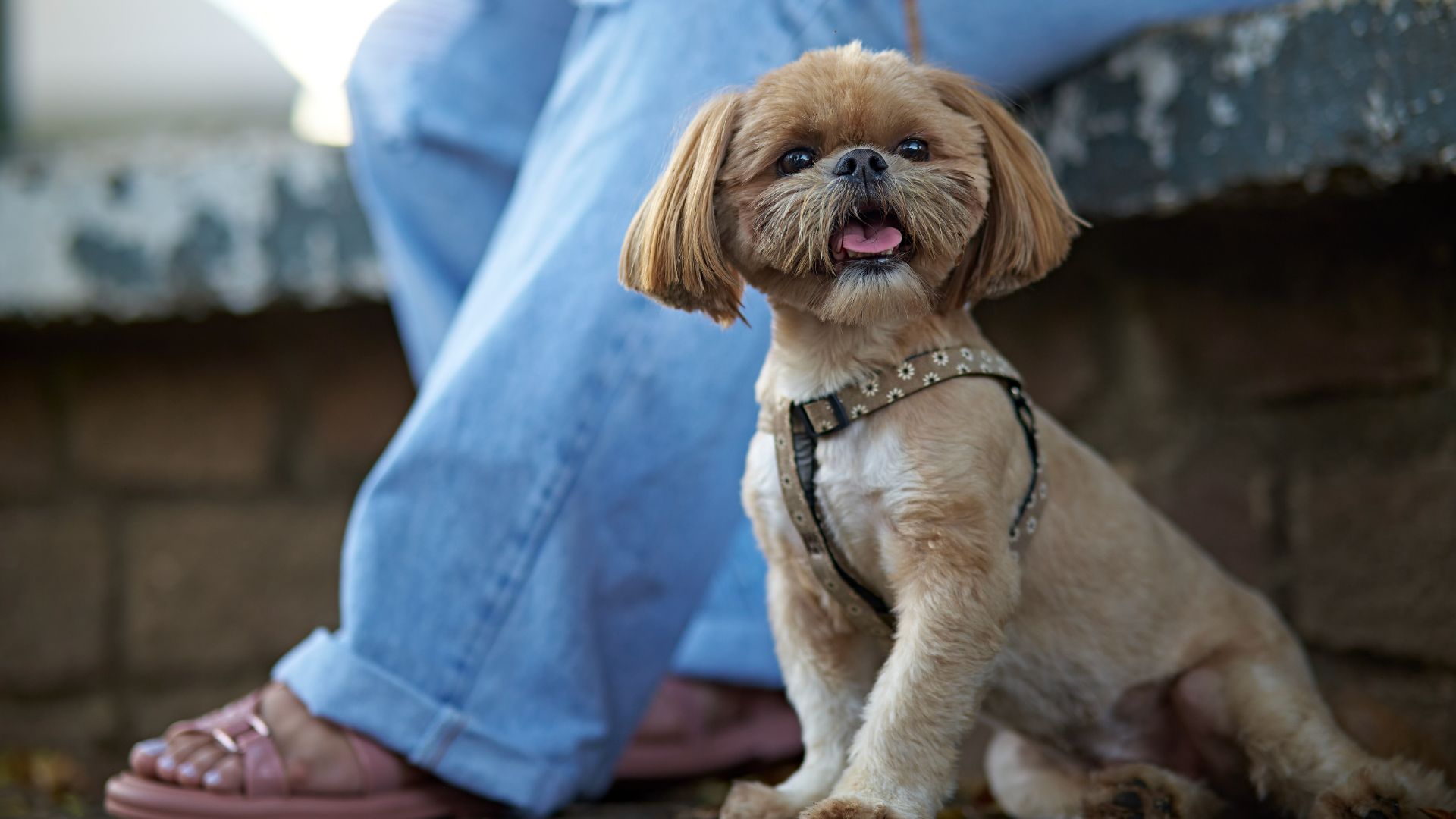 Shih Tzu