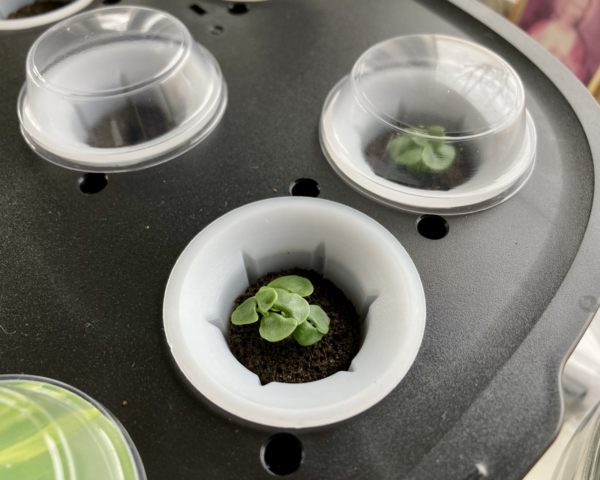 LetPot LPH-Max with basil seedlings