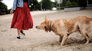 Dog shaking off water at beach